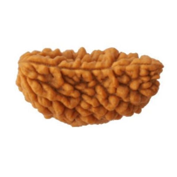 একমুখী রুদ্রাক্ষ One Faced Rudraksha Trilochana