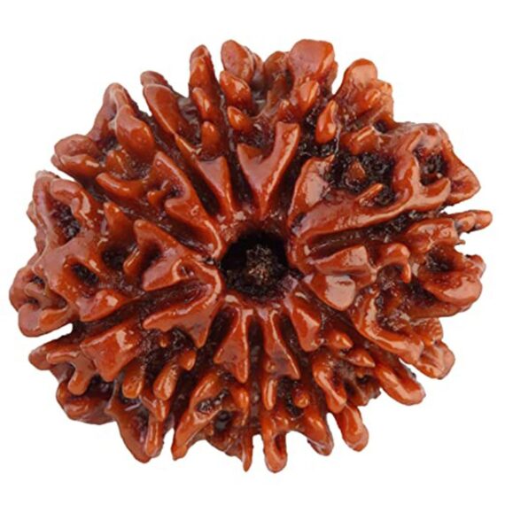 দশমুখী রুদ্রাক্ষ 10 Faced Rudraksha Trilochana