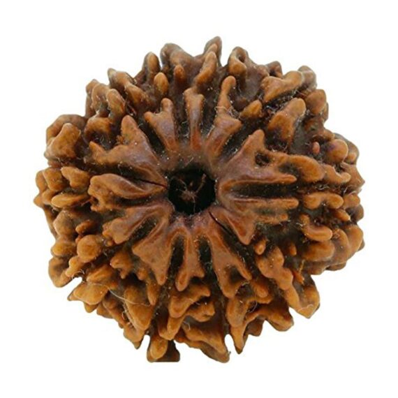 দশমুখী রুদ্রাক্ষ 10 Faced Rudraksha Trilochana