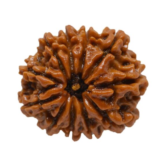 এগারোমুখী রুদ্রাক্ষ 11 Faced Rudraksha Trilochana