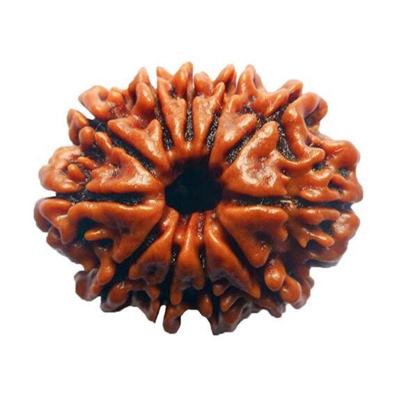 এগারোমুখী রুদ্রাক্ষ 11 Faced Rudraksha Trilochana