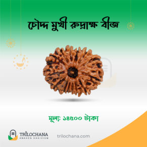 চৌদ্দমুখী রুদ্রাক্ষ 14 Faced Rudraksha Trilochana