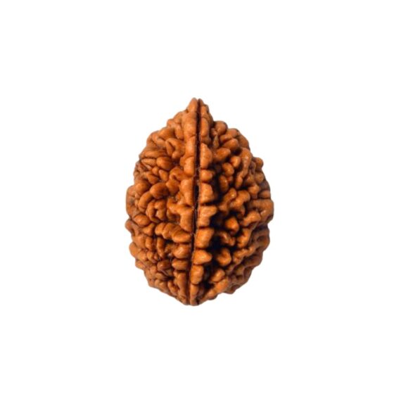 দুইমুখী রুদ্রাক্ষ Two Faced Rudraksha Trilochana