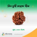 তিনমুখী রুদ্রাক্ষ 3 Faces Rudraksha Trilochana