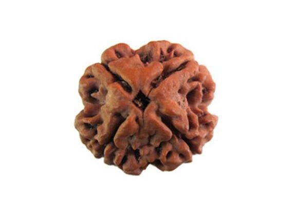 চারমুখী রুদ্রাক্ষ 4 Faced Rudraksha Trilochana