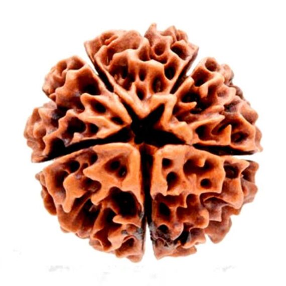 পাঁচমুখী রুদ্রাক্ষ Five Faces Rudraksha Trilochana