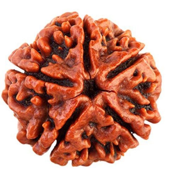 পাঁচমুখী রুদ্রাক্ষ Five Faces Rudraksha Trilochana