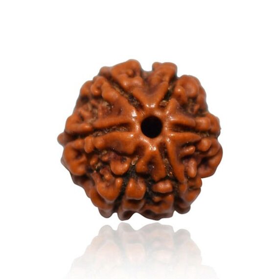 ছয়মুখী রুদ্রাক্ষ Six Faces Rudraksha Trilochana