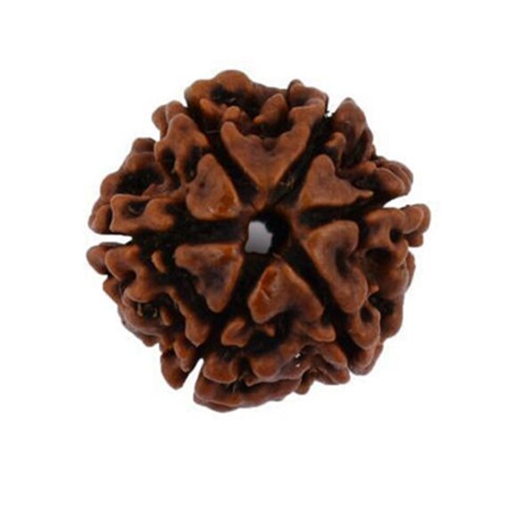 ছয়মুখী রুদ্রাক্ষ Six Faces Rudraksha Trilochana