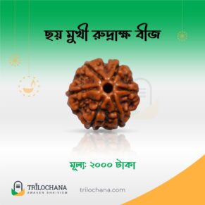 ছয়মুখী রুদ্রাক্ষ Six Faces Rudraksha Trilochana