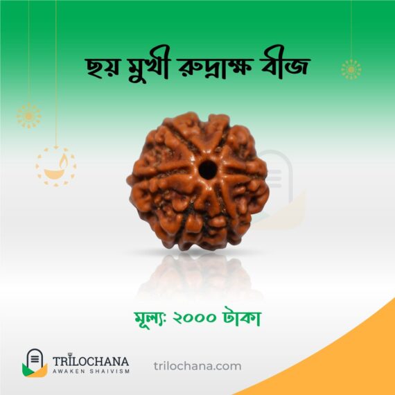 ছয়মুখী রুদ্রাক্ষ Six Faces Rudraksha Trilochana