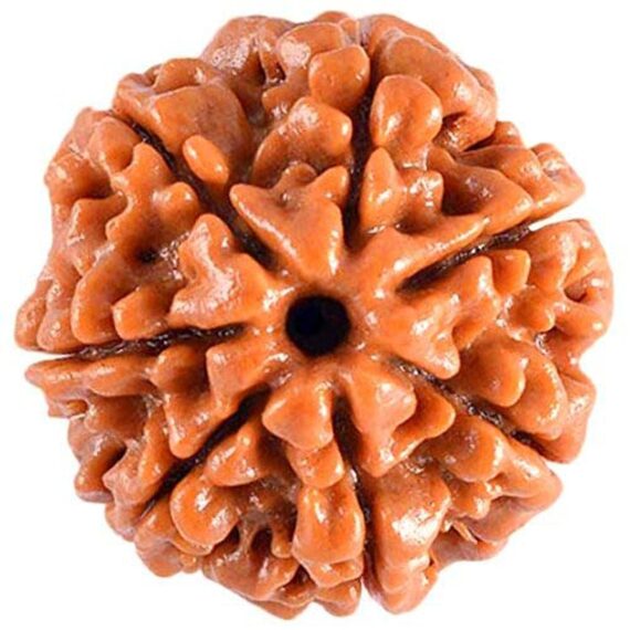 সাতমুখী রুদ্রাক্ষ Seven Faces Rudraksha Trilochana