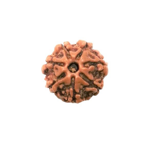 সাতমুখী রুদ্রাক্ষ Seven Faces Rudraksha Trilochana