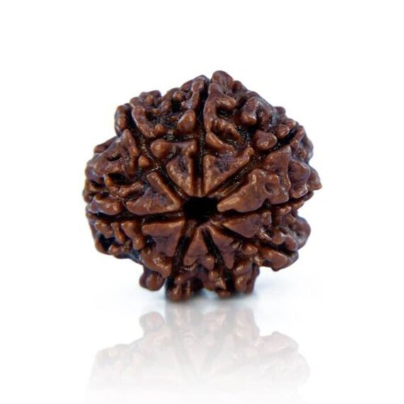 আটমুখী রুদ্রাক্ষ Eight Faces Rudraksha Trilochana