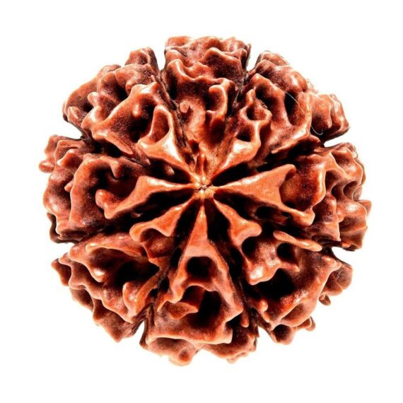 আটমুখী রুদ্রাক্ষ Eight Faces Rudraksha Trilochana