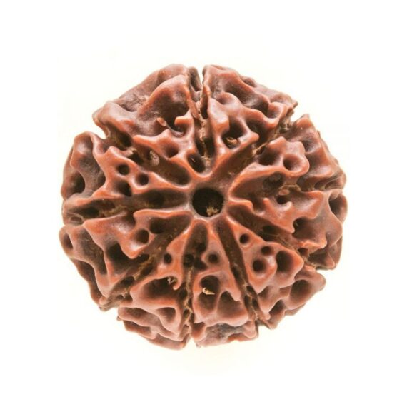 নয়মুখী রুদ্রাক্ষ Nine Faced Rudraksha Trilochana