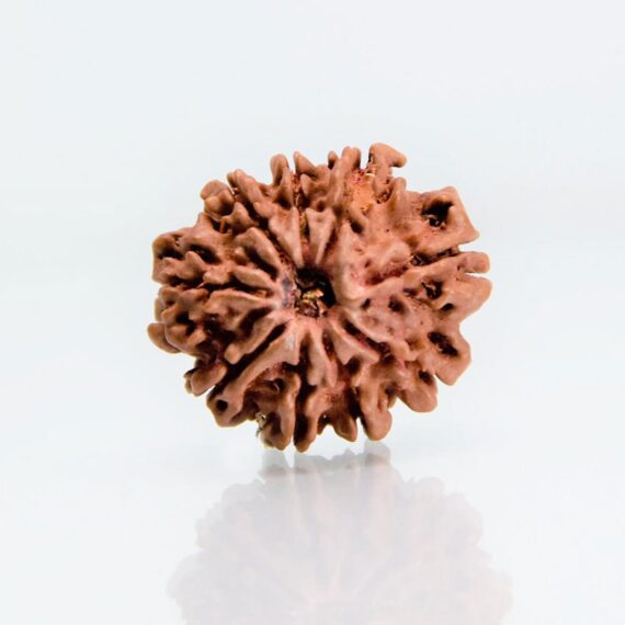 নয়মুখী রুদ্রাক্ষ Nine Faced Rudraksha Trilochana