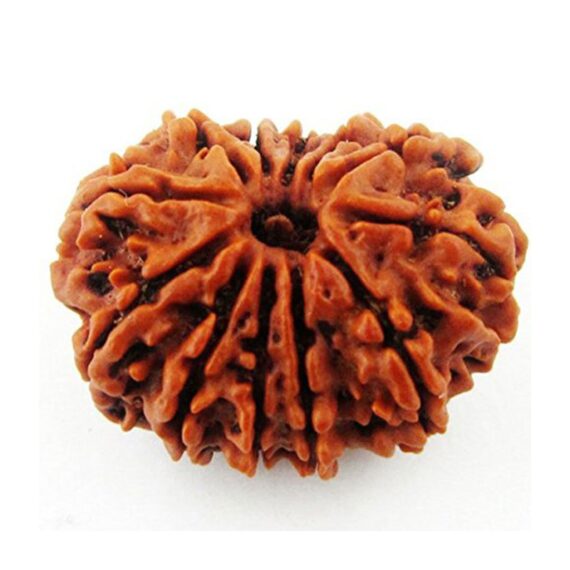 বারোমুখী রুদ্রাক্ষ 12 Faced Rudraksha Trilochana