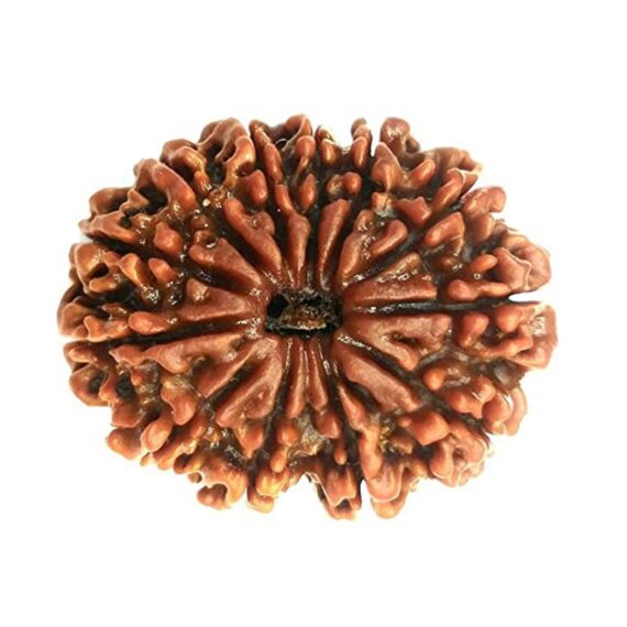 বারোমুখী রুদ্রাক্ষ 12 Faced Rudraksha Trilochana