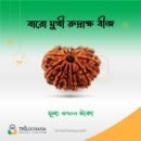 বারোমুখী রুদ্রাক্ষ 12 Faced Rudraksha Trilochana