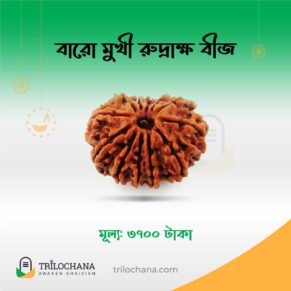 বারোমুখী রুদ্রাক্ষ 12 Faced Rudraksha Trilochana