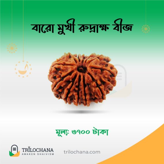 বারোমুখী রুদ্রাক্ষ 12 Faced Rudraksha Trilochana