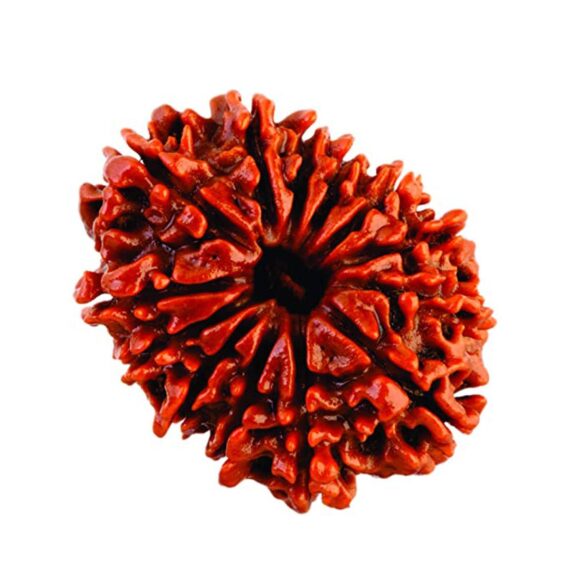 তেরোমুখী রুদ্রাক্ষ 13 Faced Rudraksha Trilochana