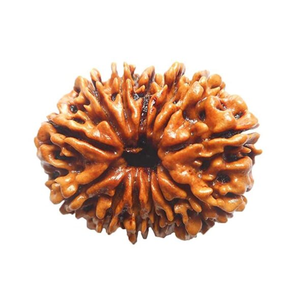 তেরোমুখী রুদ্রাক্ষ 13 Faced Rudraksha Trilochana