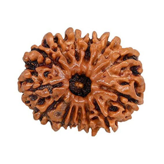 চৌদ্দমুখী রুদ্রাক্ষ 14 Faced Rudraksha Trilochana