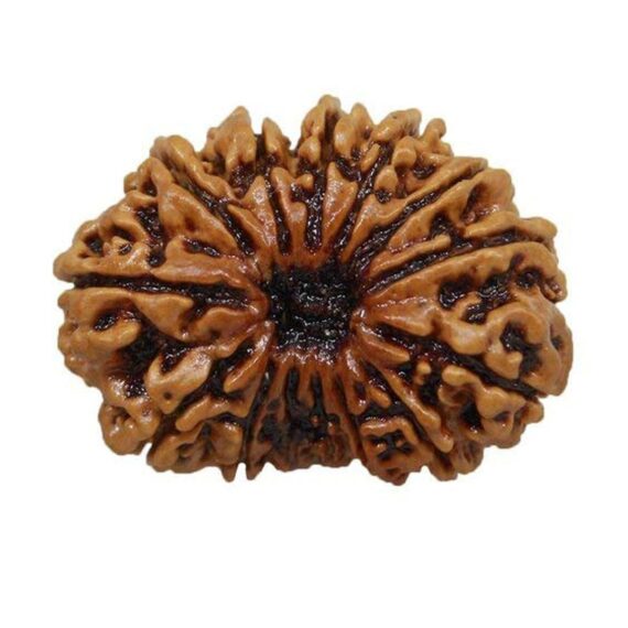 চৌদ্দমুখী রুদ্রাক্ষ 14 Faced Rudraksha Trilochana