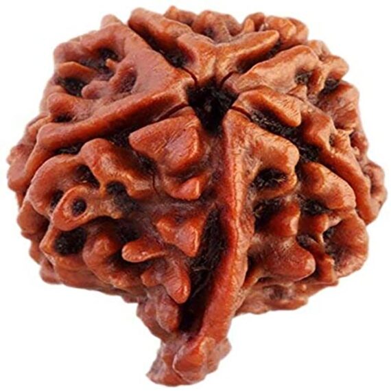 গণেশ রুদ্রাক্ষ Ganesh Rudraksha Trilochana