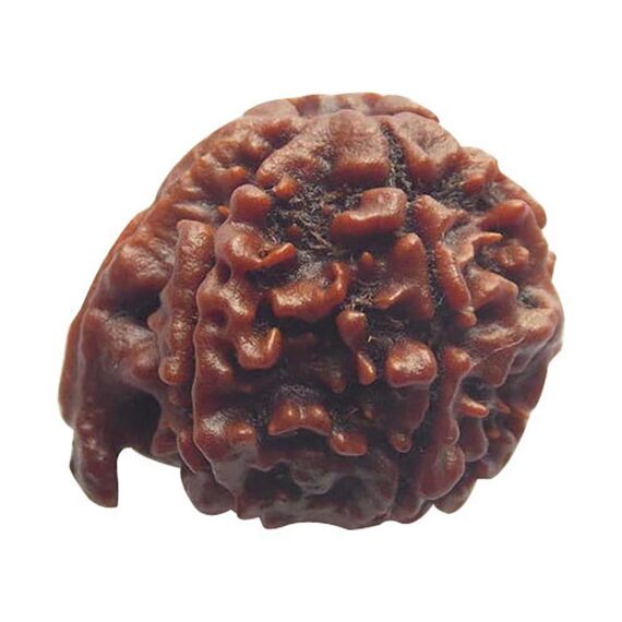 গণেশ রুদ্রাক্ষ Ganesh Rudraksha Trilochana